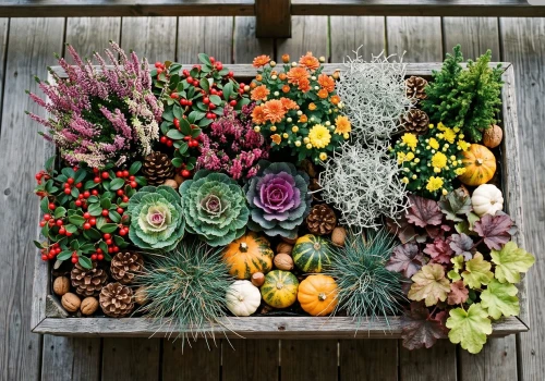 Zamiast pelargonii posadź je w październiku. Będą zdobić balkon aż do Bożego Narodzenia