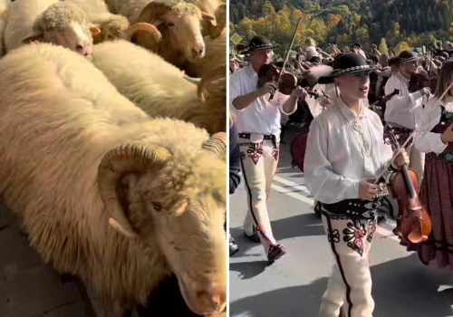 Owce wracają z hal. Jesienny redyk, czyli najpiękniejsze pożegnanie lata w górach
