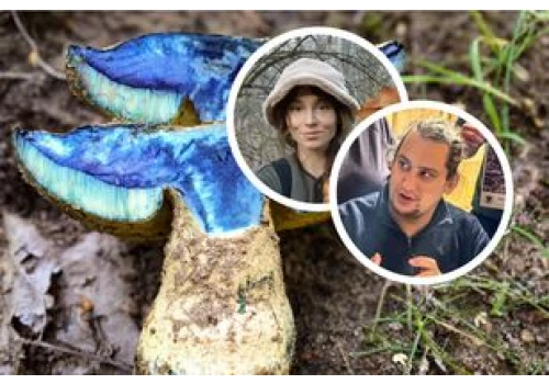 Sinieje jak atrament, a na patelni przechodzi metamorfozę. Eksperci opowiadają o gatunku, który smakuje jak borowik