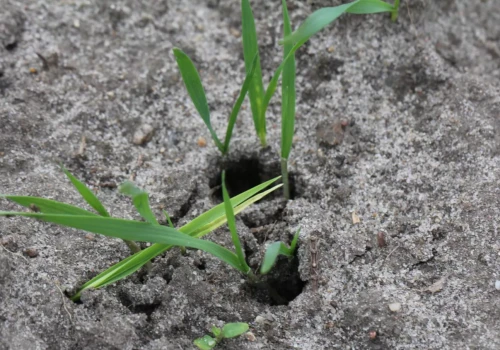 Jak zwalczać łokasia garbatka po wycofaniu chloropiryfosu?