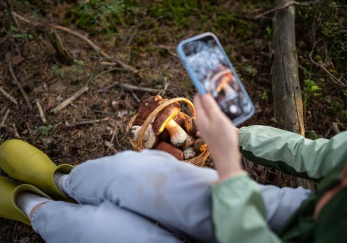 Mykoturystyka to hit tej jesieni. Zamiast walizki pakują koszyk