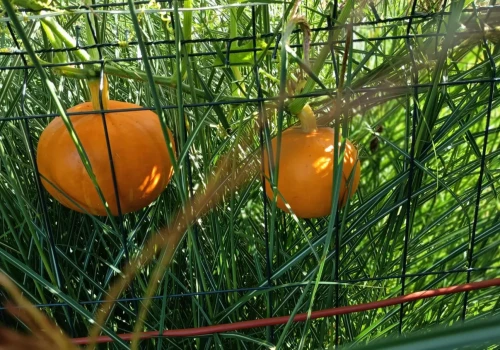 Nie wykopuj wszystkich warzyw jesienią! Niektórym mróz nawet poprawia smak