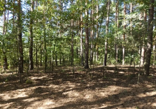 Na południe od Jeziorek. Spacer wśród pól i sosen, rośliny, wydmy i biedronka siedmiokropka