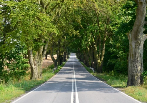Nie będzie wycinki drzew na drodze pod Olsztynem. Gmina Srokowo się nie zgadza