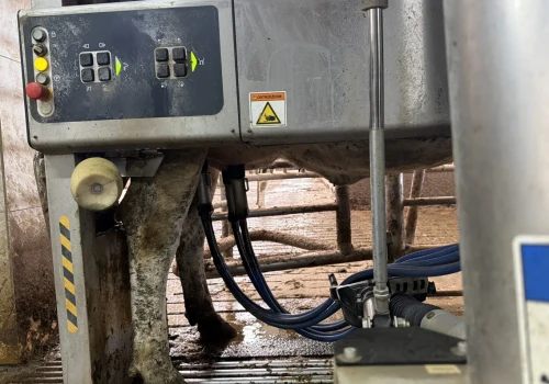 Antybiotyk nie zawsze jest potrzebny. Selektywne zasuszanie krów