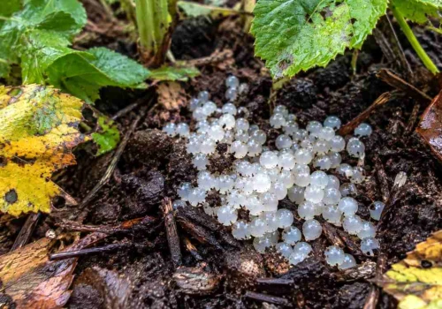 Te tajemnicze kulki w ogrodzie to bomba zegarowa. Wiosną zaleje Cię plaga
