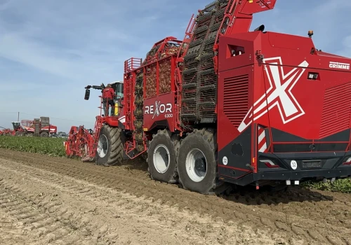 3,5 tys. zł strat na hektarze. Plantatorzy buraków cukrowych: 26 euro/t to za mało