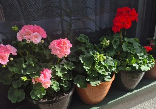 Zimowanie pelargonii na sucho. Piękne okazy przetrwają do wiosny