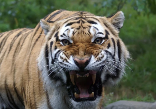 Tygrys zaatakował, mężczyzna nie żyje. Decyzja władz zoo zaskakuje