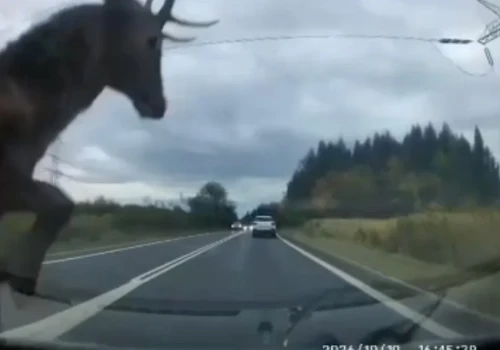 Jeleń wyskoczył prosto pod samochód. Groźna kolizja w Jaworznie