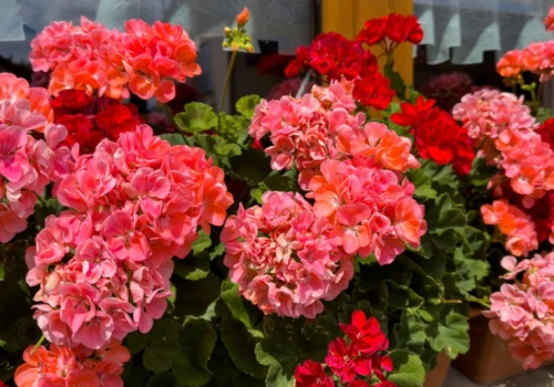 Pelargonie można zimować do góry nogami. Niemieccy ogrodnicy stosują nietypowy patent