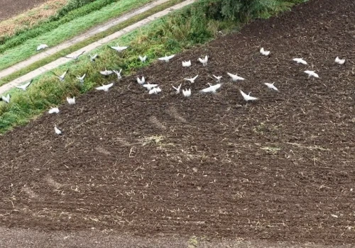 Stada dzikich ptaków latają nad Polską tam i z powrotem. Co się dzieje?