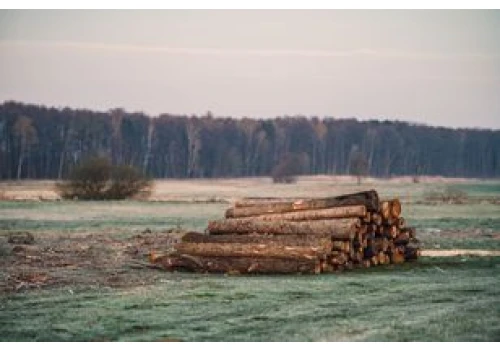 Drewno z Lasów Państwowych. Oto ile kosztuje metr opału