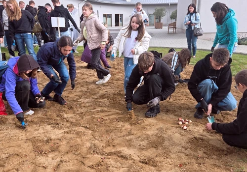 ’Przez tego tulipana, nawet jednego, ktoś może być szczęśliwy’. Młodzież sadziła cebulki kwiatów w szczytnym celu