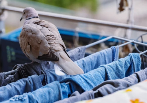 Gołębie brudzą balkon. Jedna rzecz z kuchennej szuflady może je zniechęcić