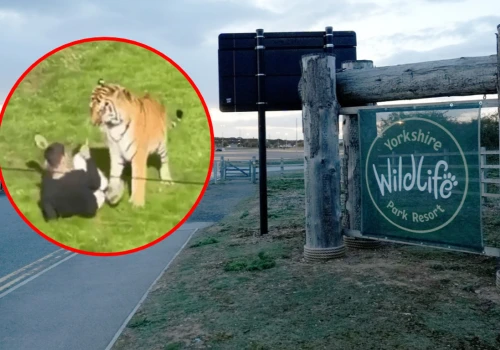 Tragedia w zoo w Anglii. Świadkowie cytują ostatnie słowa ofiary tygrysa