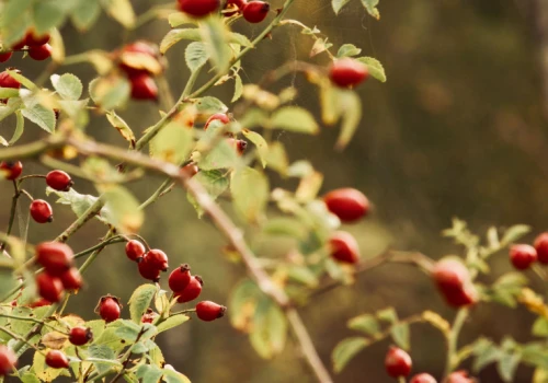 Naturalne wsparcie w jesiennym okresie przeziębieniowym