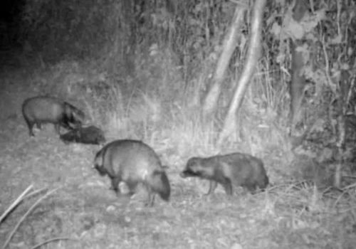 Nocne schadzki jenotów w lesie w Jaworznie
