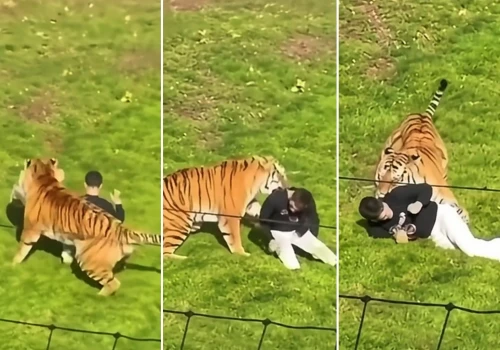 Tragedia w brytyjskim zoo. Mężczyzna wszedł na wybieg tygrysa. Ujawniono, co powiedział przed śmiercią. WIDEO