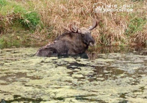 Łoś utknął w mule na Wiśle. “Zwierzę umierało w męczarniach i z wycieńczenia”