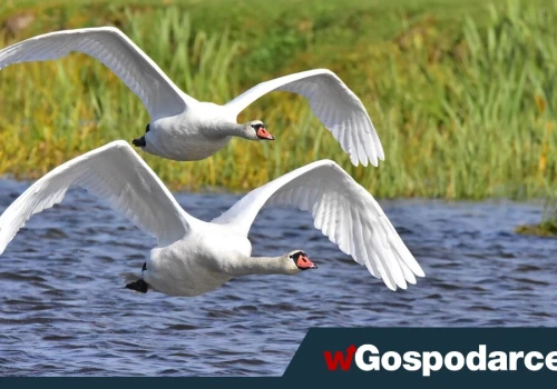 Obserwowanie ptaków poprawia nastrój. Wyjdź na spacer!