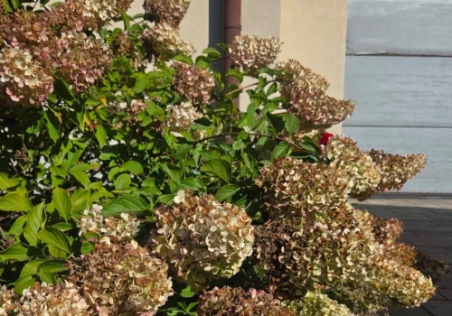 Każdej jesieni stosuj pod hortensje. Wzmacnia i chroni korzenie