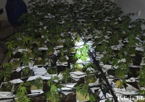 Ponad 600 krzewów konopi w domowej piwnicy. 59-latek został aresztowany