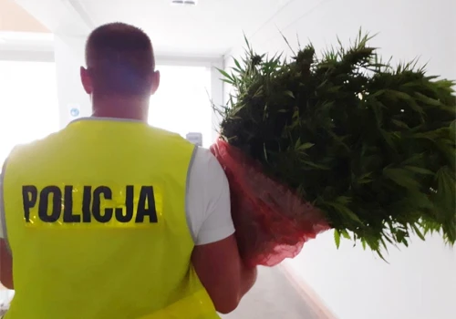 Ponad 600 krzewów konopi w piwnicy domu