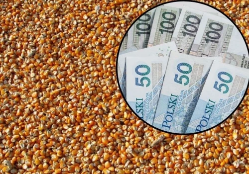 Ceny zbóż pod presją! Kukurydza mocno tanieje. Co z pszenicą?