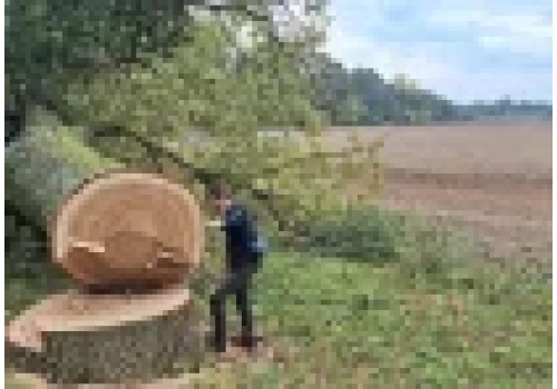 Starodrzew pod topór. Wódy Polskie wycinają 678 drzew!
