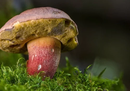 67-latek zgubił się na grzybach. Poszukiwania trwały całą noc