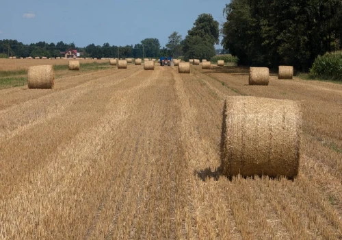 Ile kosztuje słoma w październiku? Cena beli to nie wszystko