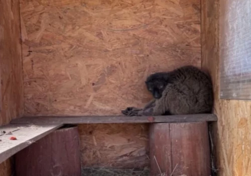Afera w ZOO Łączna. TOZ z Krynicy-Zdroju zabiera głos, ale pytań wciąż przybywa