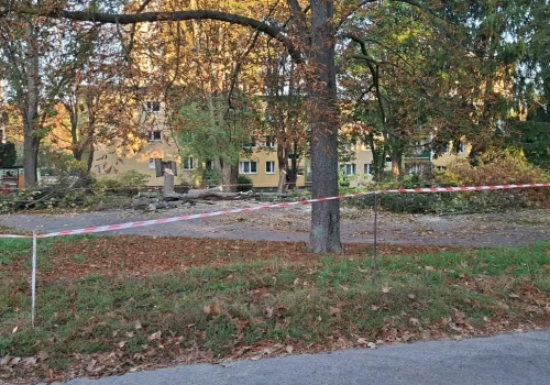 Planowany parking podzielił mieszkańców. Jedni bronią drzew, inni chcą ich wycinki