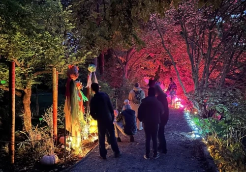 Dynie rozświetliły Ogród Botaniczny we Wrocławiu
