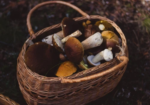 Grzybiarze szukają klientów przy drodze. Ryzykują nie tylko swoim życiem, ale także portfelem
