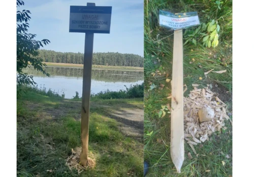 Bobry przechytrzyły leśników. Ścięły słupek ostrzegający przed… bobrami