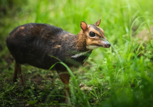 Na ratunek myszojeleniom. Fundacja DODO i ZOO Wrocław ruszają z pomocą