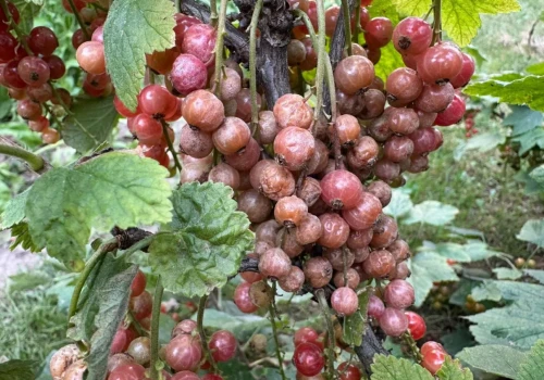 Czerwcowe upały przyniosły ogromne straty. Otwiera się nowa ścieżka wsparcia dla plantatorów