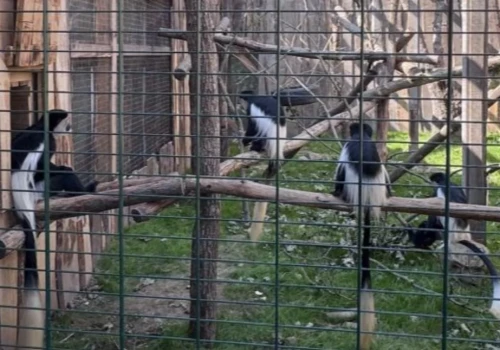 Afera w ZOO Łączna. Mieszkańcy stają w obronie ogrodu. Kto stoi za wywozem zwierząt?