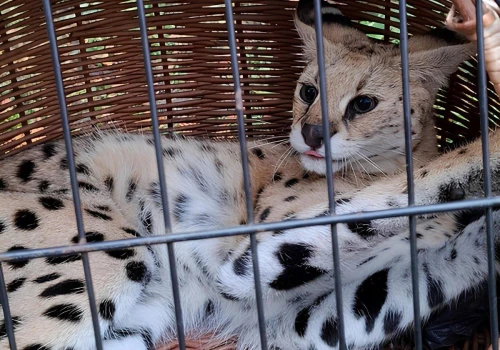 Podkarpackie safari. Serwal nawiał z hodowli, ale skończył na drzewie