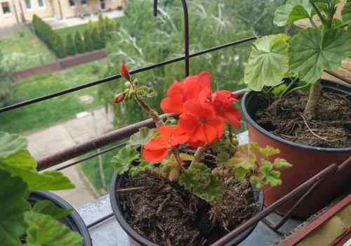 Rośliny balkonowe szykują się do zimy. Tych zabiegów nie warto odkładać na później