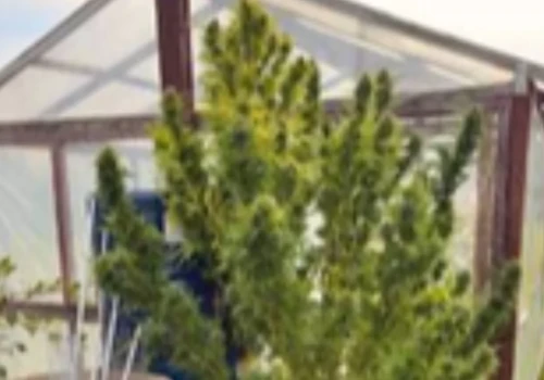 Powiat węgrowski: Prawie 2-metrowa konopia na posesji 36-latka