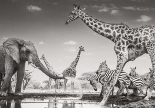 Wildlife Photographer of the Year 2026 rozstrzygnięty. Zwyciężyło przejmujące zdjęcie Federico Veronesi