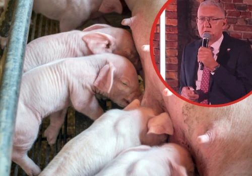 Sam wzrost pogłowia nie wystarczy. Ekspert wskazuje jak powinien zmienić się sektor trzody w Polsce
