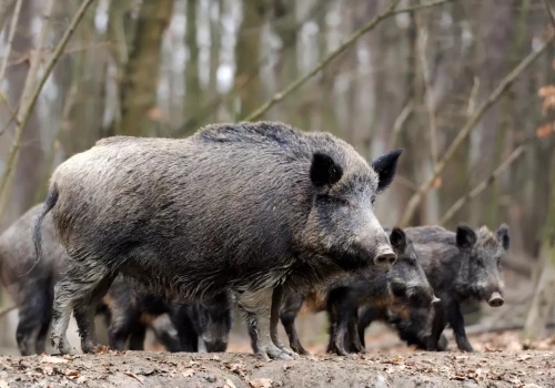 Mniej polowań, więcej szkód? KRIR chce odrzucenia projektu Prawa łowieckiego