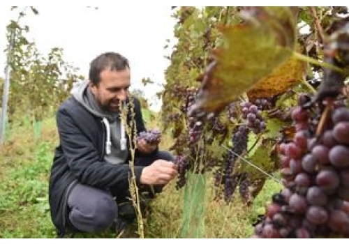 Winobranie w Winnicy Tarnowskiej. Będzie wspólne zbieranie winogron, różne degustacje oraz promocja książki o tradycyjnych smakach Tarnowa