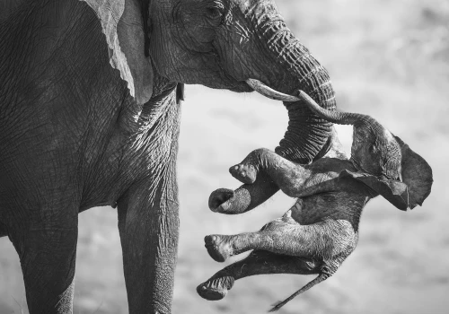 Te zdjęcia zachwycają i rozdzierają serce. Polak wśród laureatów prestiżowego konkursu fotografii przyrodniczej Wildlife Photographer of the Year 2026