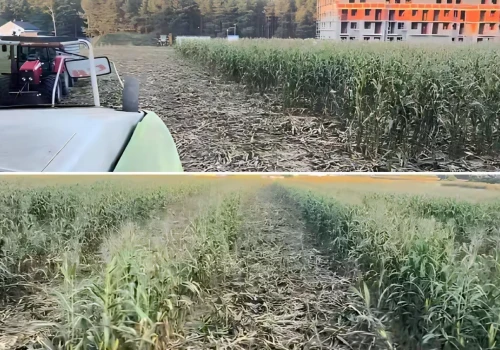 Kukurydza zniszczona jak po przejściu tornada. Straty sięgają 60 proc.