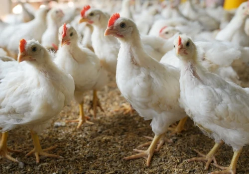 Import drobiu z Brazylii do UE wzrósł o 80%. To mocny sygnał dla branży